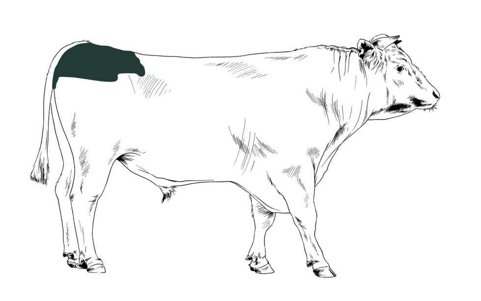 Tafelspitz online bestellen im Gänsehof Sylt Shop in Keitum